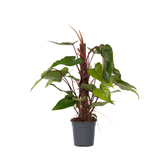 Sweetheart Plant - Philodendron Red Emerald Kratiste - Height 70-80cm - ⌀19cm