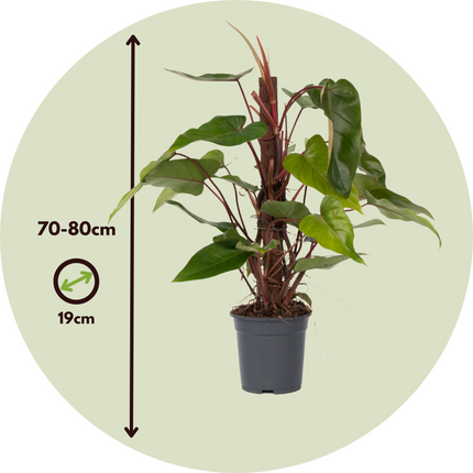 Sweetheart Plant - Philodendron Red Emerald Kratiste - Height 70-80cm - ⌀19cm