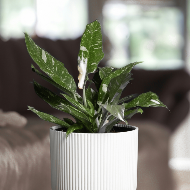 Sweetheart Plant - Philodendron Cobra - Height 55-65cm - ⌀19cm