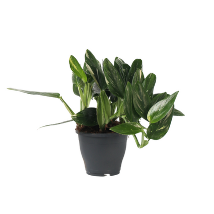 Sweetheart Plant - Philodendron Cobra - Height 55-65cm - ⌀19cm