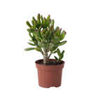 Jade Plant - Crassula ovata 'Gollum' - Height 15-25 cm - Pot 12 cm