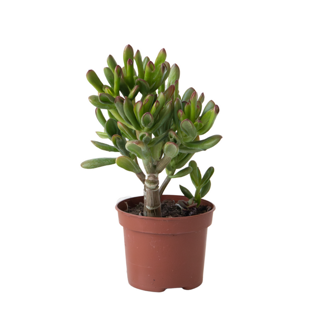 Jade Plant - Crassula ovata 'Gollum' - Height 15-25 cm - Pot 12 cm