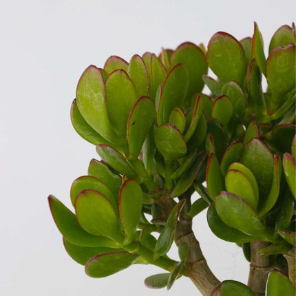 Jade plant - Crassula ovata 'Minor' - Height 45-50cm - ⌀23cm