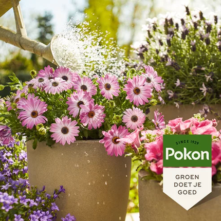 Pokon liquid fertiliser for terrace and balcony plants – 500 ml