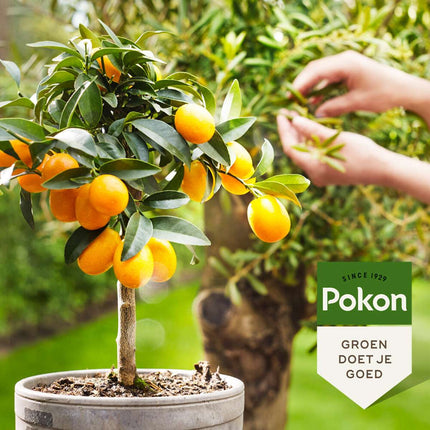 Pokon - liquid plant food Mediterranean Plants - 500ml