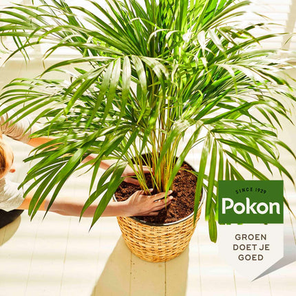 Pokon liquid plant food - palms - 250ml