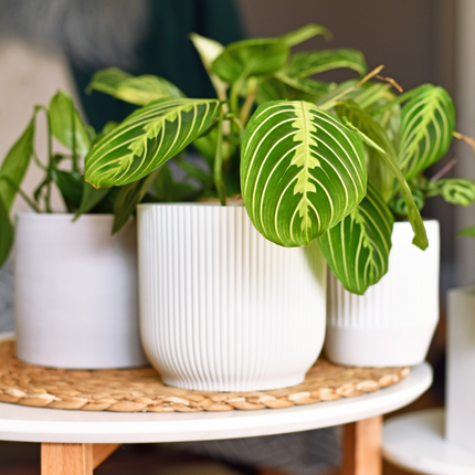 Pokon Universal liquid plant food - 2.5 liters