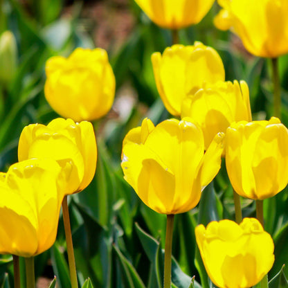Tulip 'Candela' (4 Bulbs)