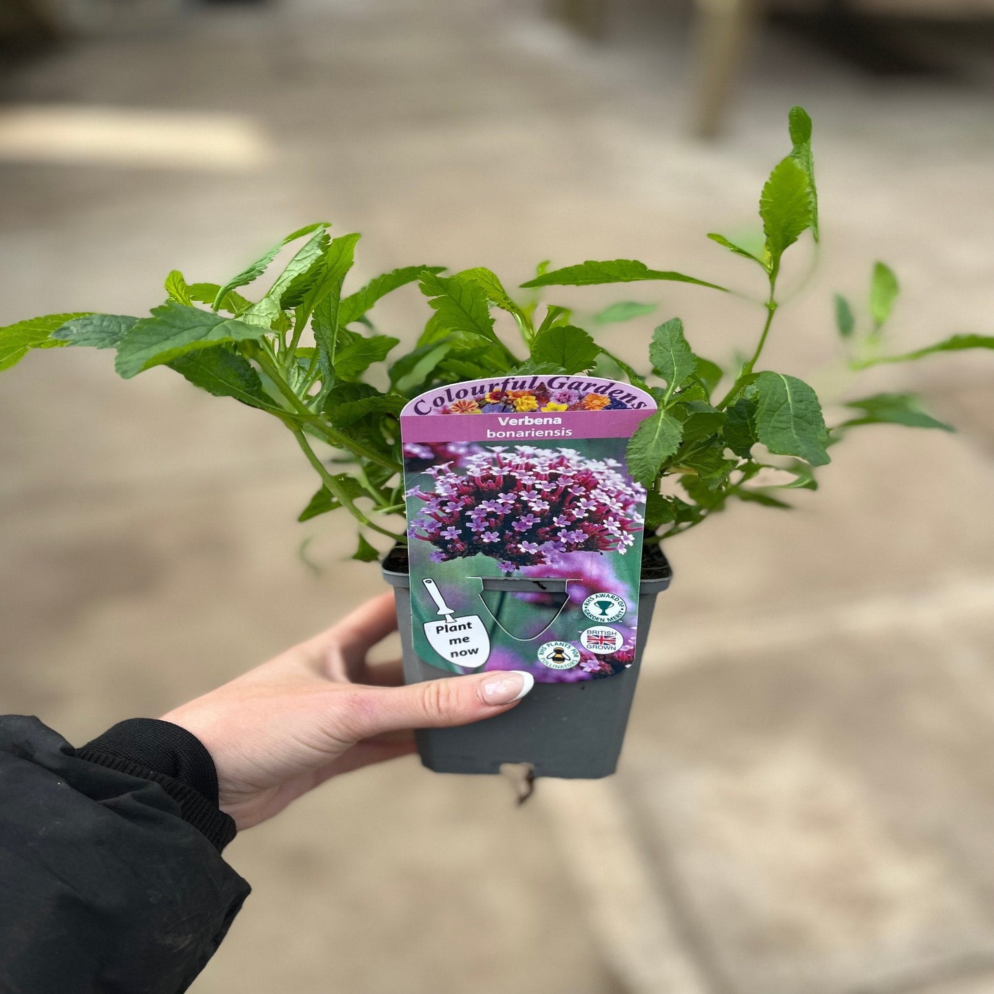 Verbena bonariensis 9cm/1.5L/2L