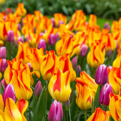 Tulip 'Giuseppe Verdi' (6 Bulbs)