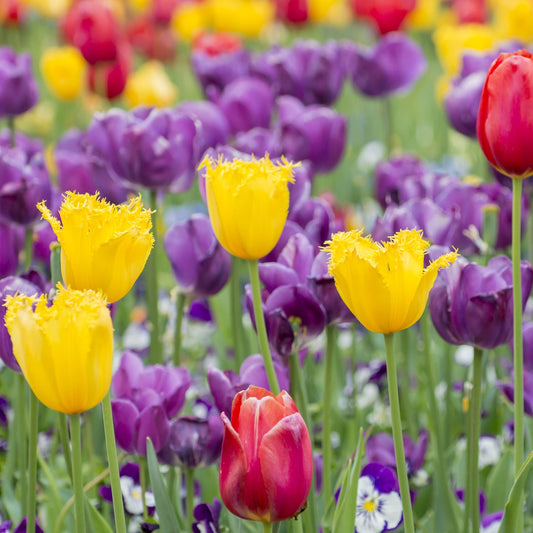 Tulip Crispa Mixture (5 Bulbs)