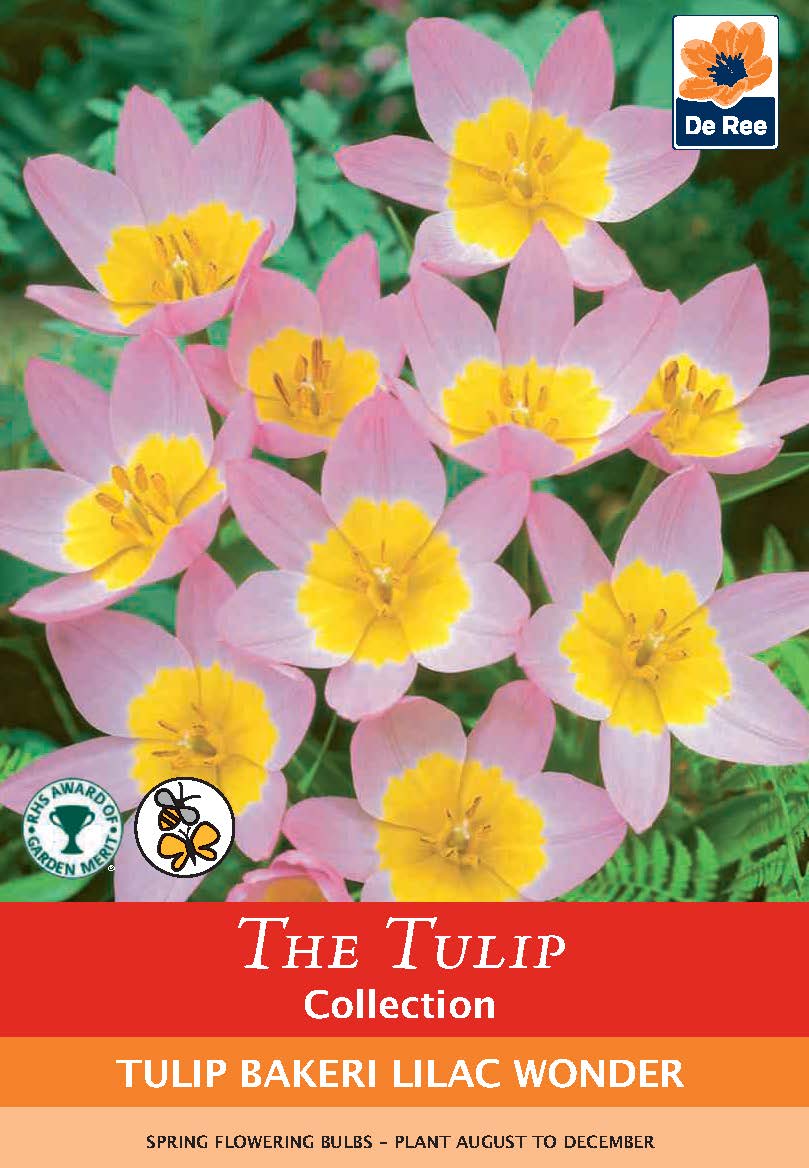 Fragrant/Scented Bulb Mix (40+ Bulbs)