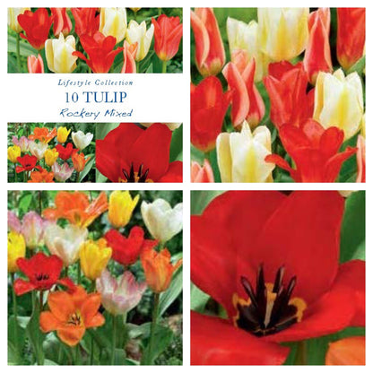Tulip Dwarf Rockery Mixed Bulbs 12 Bulbs