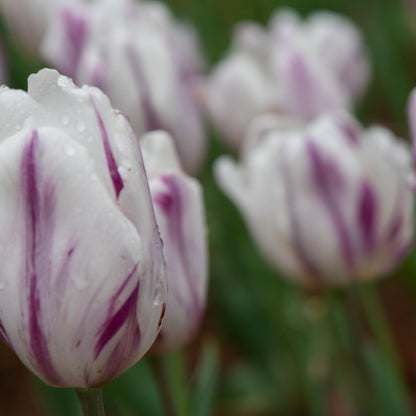 Tulip 'Flaming Flag' (4 Bulbs)