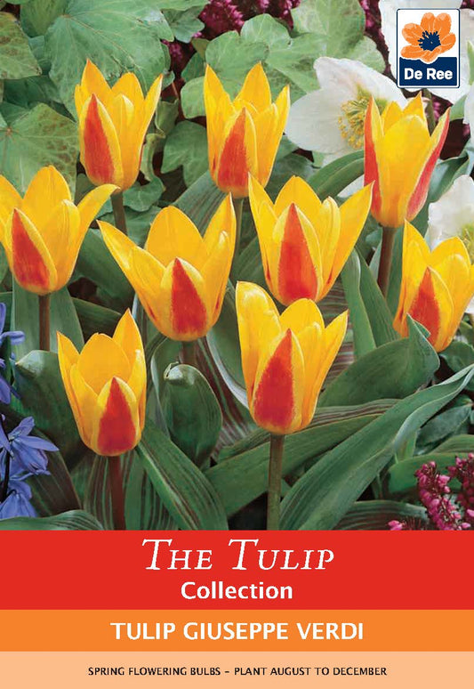 Tulip 'Giuseppe Verdi' (6 Bulbs)