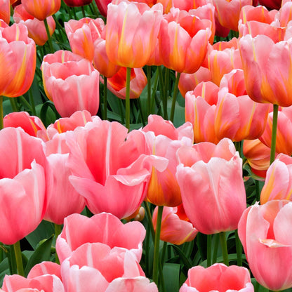 Tulip 'Menton' (5 Bulbs)