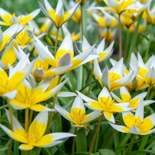 Tulip Bulbs  - Dasystemon Tarda 8 bulbs