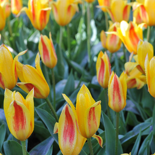 Tulip 'Giuseppe Verdi' (6 Bulbs)
