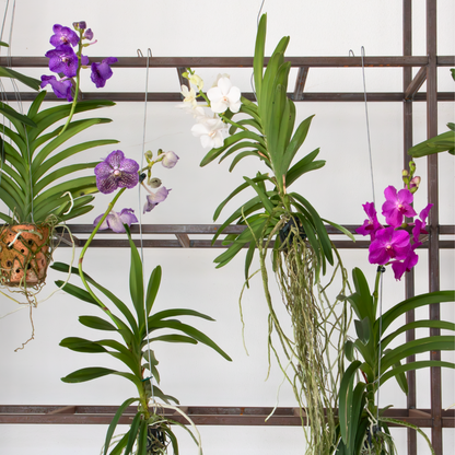 Vanda Orchid - Vanda 'New Blue' - Height 55-65cm