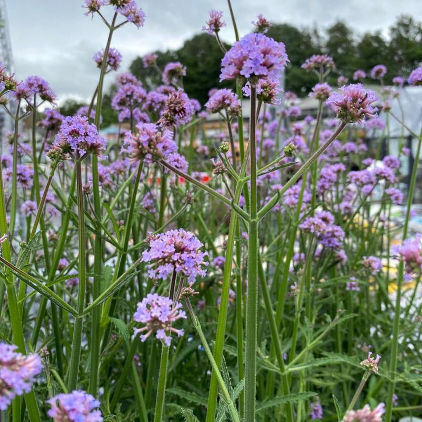 Verbena bonariensis 9cm