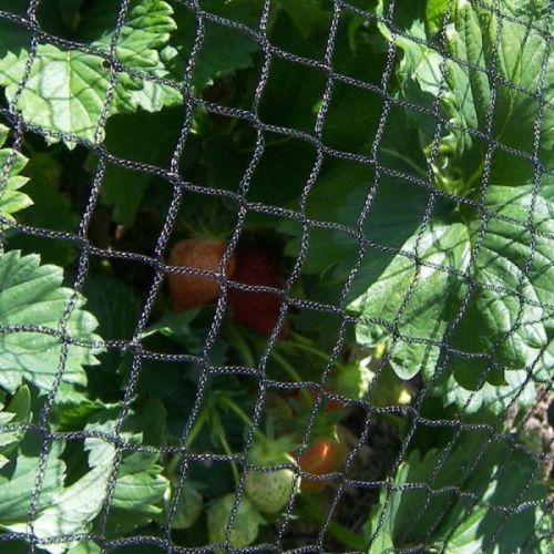 Agralan Bird Protection Netting - Plant Protection - AllotMate Essentials - BPN004003/5 - BPN004003/5