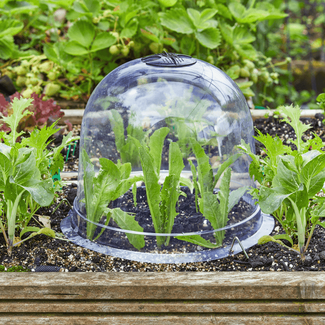 Bell Cloche Set, Pack of 3, 26 cm