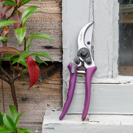 Secateur - RHS Gift Set with Asteraceae Design | FSC Tools by Burgon & Ball | Secateurs | GRH/SCBOXASTER 5019360203865 | AllotMate Essentials