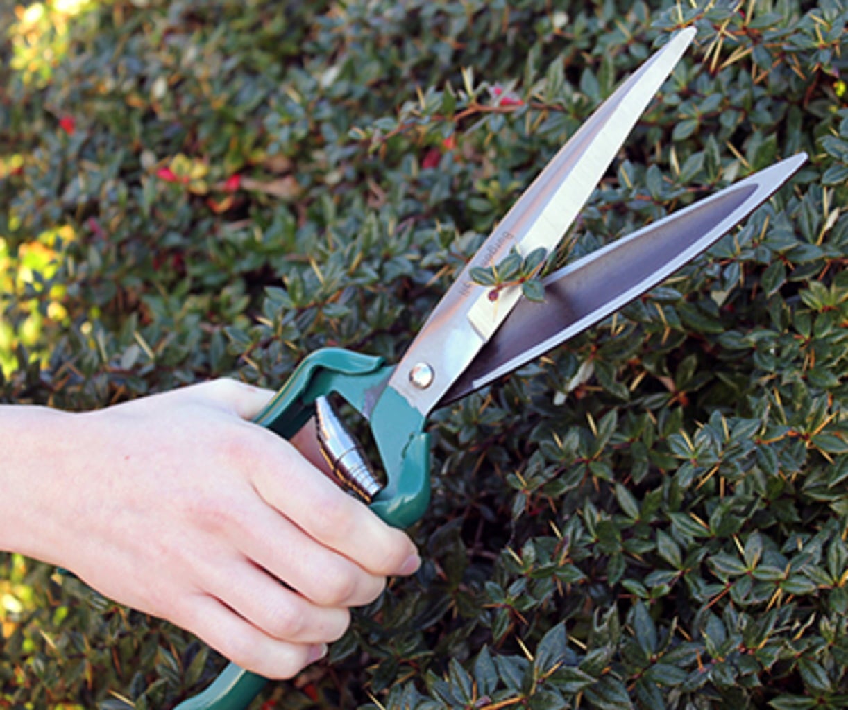 Burgon and Ball Burgon & Ball RHS Shrub Shear - Shrub Shear - The Online Garden Store - GTO/SS - 5019360010968