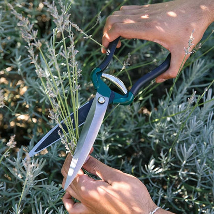 Shrub Shear – Lightweight Garden Shears for Bushes | RHS by Burgon & Ball | Shrub Shear | GTO/SS 5019360010968 | AllotMate Essentials