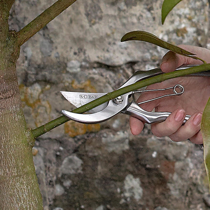 Secateurs – Sophie Conran Gift Boxed Garden Tool | Burgon & Ball | Secateurs | GSC/SECAT 5019360007906 | AllotMate Essentials