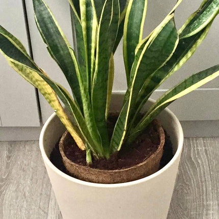 17cm Coir Plant Pots – 100% Biodegradable & Peat - Free | Ideal for Growing On | CoirProducts | Pots | CP17 5060861940650 | AllotMate Essentials