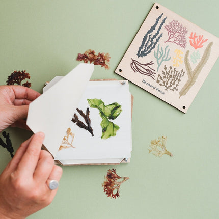 Seaweed Press Kit 15cm Wooden Flower and Seaweed Press, Made in United Kingdom