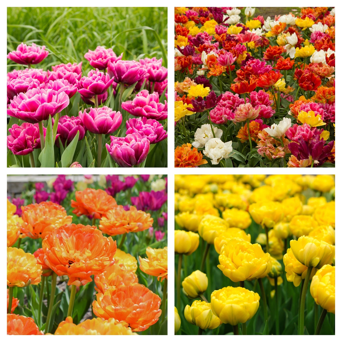Tulip Double Mixed (12 Bulbs)