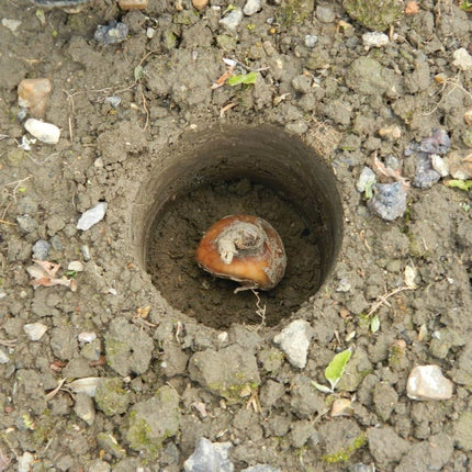 Bulb Planter – Heavy Duty Steel Tool for Precision Planting | Ergonomic Grip | Bulb Planter | W0474 5031670504746 | AllotMate Essentials