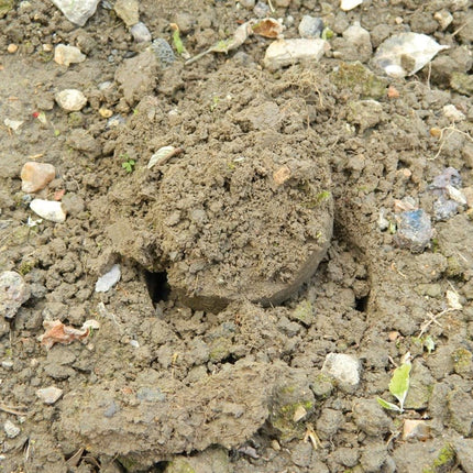 Bulb Planter – Heavy Duty Steel Tool for Precision Planting | Ergonomic Grip | Bulb Planter | W0474 5031670504746 | AllotMate Essentials