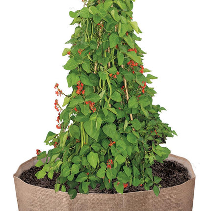 Garland Bean & Pea Bag with a free Bean & Pea Ring | Bean & Pea Planter | W0493 5031670504937 | AllotMate Essentials