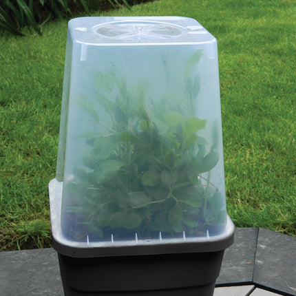 25cm Square Cloche Cover – Mini Greenhouse for Seedlings | Garland | Cloche | G258 5031670004437 | AllotMate Essentials