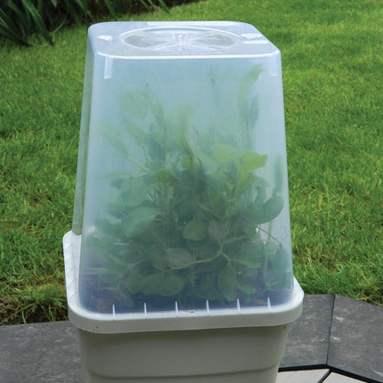 25cm Square Cloche Cover – Mini Greenhouse for Seedlings | Garland | Cloche | G258 5031670004437 | AllotMate Essentials