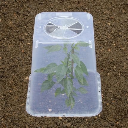 25cm Square Cloche Cover – Mini Greenhouse for Seedlings | Garland | Cloche | G258 5031670004437 | AllotMate Essentials
