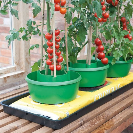 Plant Halos – Set of 3 – Watering & Feeding Support Rings | Garland