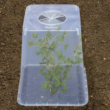 Square Cloche Cover 32cm – Recycled Plastic Cold Frame for Ground Protection | Garland | Cloche | G285 5031670004604 | AllotMate Essentials
