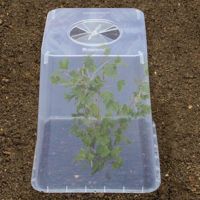 Square Cloche Cover 32cm – Recycled Plastic Cold Frame for Ground Protection | Garland | Cloche | G285 5031670004604 | AllotMate Essentials