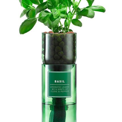 Hydro-Herb – Basil Growing Kit in Recycled Wine Bottle | Indoor Hydroponic Herb Garden