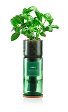Hydro-Herb – Basil Growing Kit in Recycled Wine Bottle | Indoor Hydroponic Herb Garden