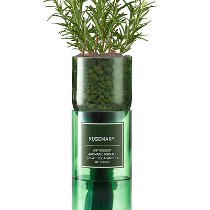 Hydro-Herb – Rosemary Growing Kit in Recycled Wine Bottle | Indoor Hydroponic Herb Garden