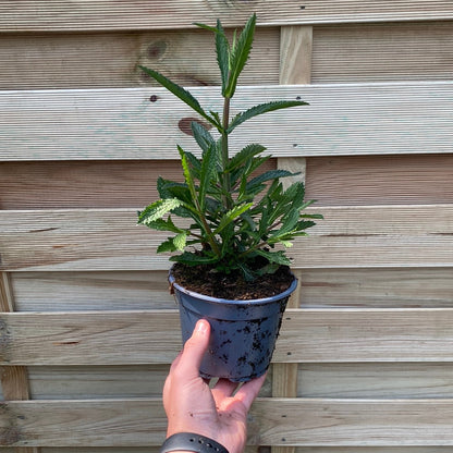 Verbena bonariensis 9cm