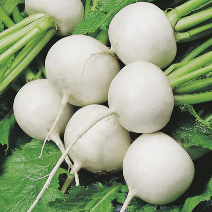Mr Fothergill’s RHS Turnip Tokyo Cross F1 Seeds 500 Seeds, Award Winning Fast Growing White Turnip