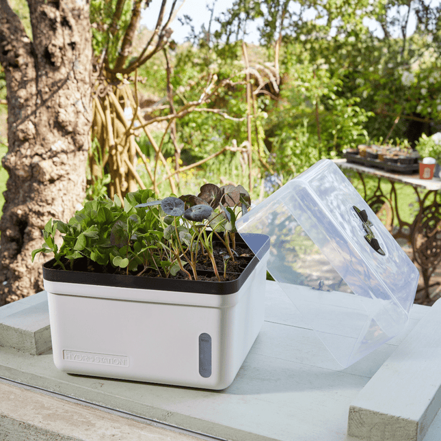 Perfect Propagator, Self Watering, 23 cm