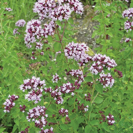 RHS British Wildflowers Seed Collection 6 Native Varieties