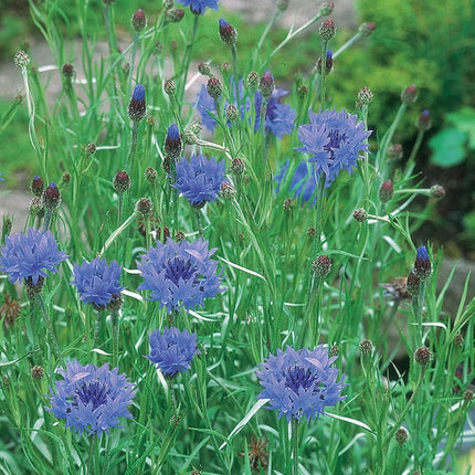 RHS British Wildflowers Seed Collection 6 Native Varieties